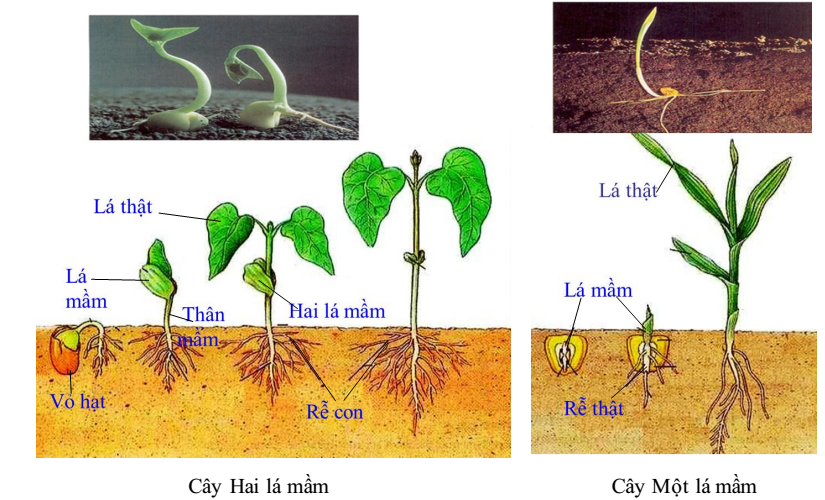 Sự khác nhau giữa cây 1 lá mầ và 2 lá mầm 2024 Thiên nhiên