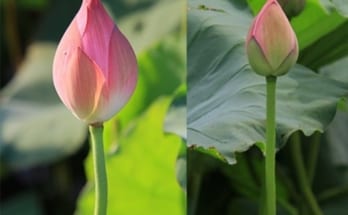 phân biệt hoa sen với hoa quỳ 1 1 2