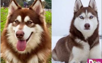 Phân biệt Alaska Husky 1