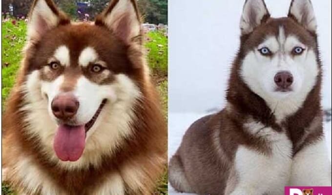 Phân biệt Alaska Husky 1