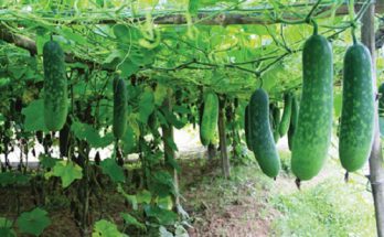 Bí xanh và bí đao có phải là một không? 1 bidao va bi xanh