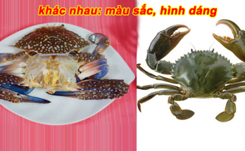 So sánh sự khác biệt giữa Cua và Ghẹ 1 cua va ghe