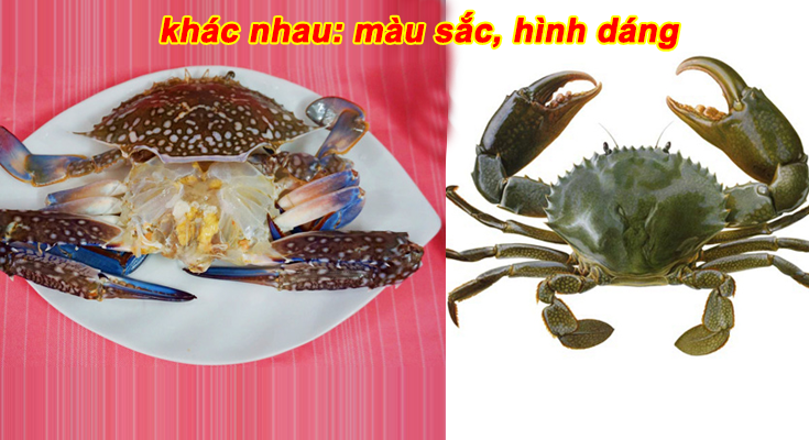 So ѕánh ѕự khác biệt ɡiữa Cua và Ghẹ 1 cua va ghe