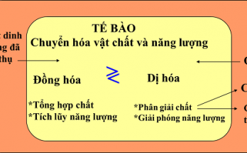Sự khác nhau giữa đồng hóa với tiêu hóa và dị hóa với bài tiết? 1 di hoa