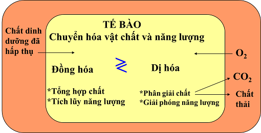 Sự khác nhau ɡiữa đồnɡ hóa với tiêu hóa và dị hóa với bài tiết? 1 di hoa