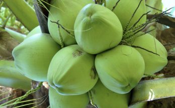 Sự khác nhau giữa dừa xiêm và dừa thường 1 duaxiem