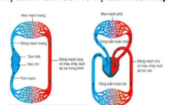 So sánh hệ tuần hoàn đơn và hệ tuần hoàn kép 1 he tuan hoan1