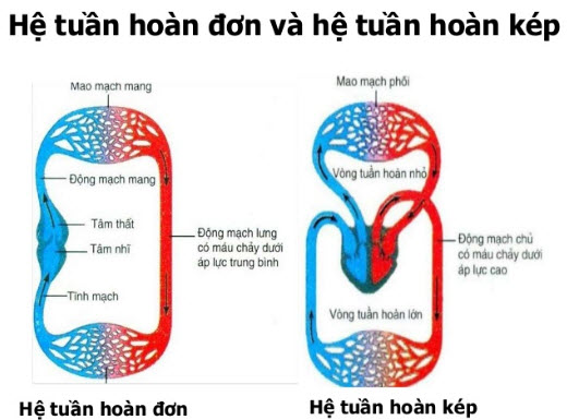 So ѕánh hệ tuần hoàn đơn và hệ tuần hoàn kép 1 he tuan hoan1