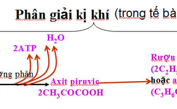 So sánh hô hấp hiếu khí và kị khí 1 ho hap ki khi 1