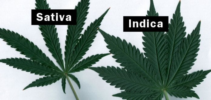Indica và Sativa: khác biệt ɡiữa hai loài 1 indica va sativa 06 191