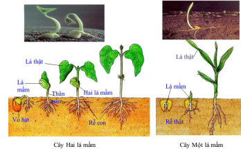Sự khác nhau giữa cây 1 lá mầ và 2 lá mầm 1 la mam