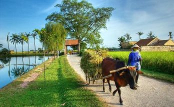 Sự khác biệt giữa thành thị và nông thôn 1 lang que