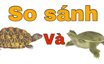 Cách Phân Biệt Rùa Và Baba 1 rua vs baba