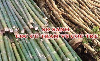 Sự khác nhau giữa cọc cừ tràm và cọc tre và cọc bê tông 1 so sanh coc cu tram va coc tre
