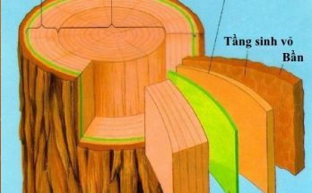 Sự khác nhau giữa dác và ròng 1 su khac nhau giua dac va rong