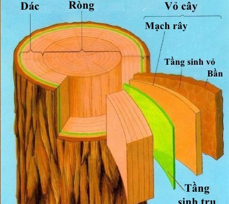 su khac nhau giua dac va rong