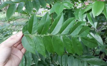 Cách phân biệt cây sưa đỏ và sưa trắng 1 sua do