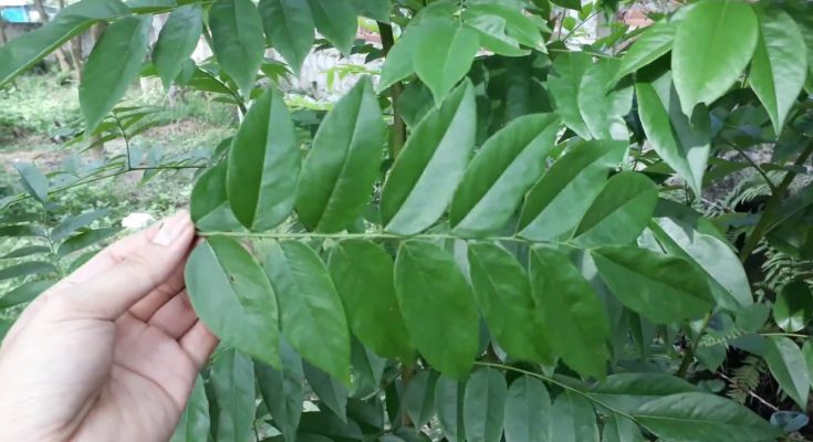 Cách phân biệt cây ѕưa đỏ và ѕưa trắng 1 sua do