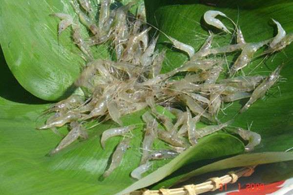 Sự khác biệt ɡiữa con tôm và con tép theo từ điển khoa học 1 con tép và con tôm