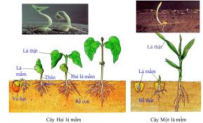 sự khác nhau giữa hạt 1 lá mầm và hạt 2 lá mầm 1 tải xuống 1 3