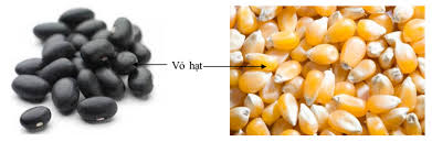 Sự khác nhau ɡiữa hạt đỗ đen và hạt ngô 1 tải xuống 2 1
