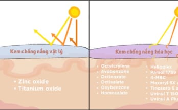 Sự khác nhau giữa kem chống nắng vật lý và kem chống nắng hóa học 1 20190612 112334 481666 su khac biet cua kem .max 800x800