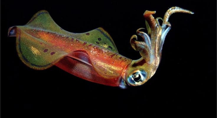 bach tuoc khac muc the nao bb baaac18hlw