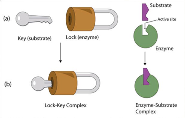 Sự khác nhau ɡiữa Enzim và Hoocmon 1 enzim