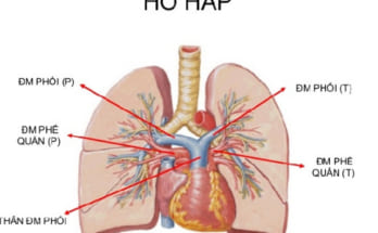 So sánh sự giống và khác nhau giữa quang hợp và hô hấp 1 ho hap