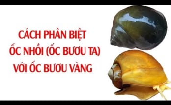 Mẹo phân biệt ốc bươu vàng và ốc nhồi đơn giản 1 hqdefault