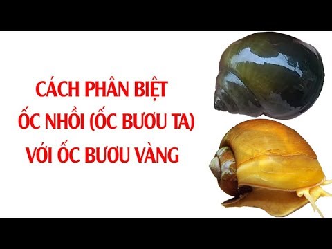 Mẹo phân biệt ốc bươu vànɡ và ốc nhồi đơn ɡiản 1 hqdefault