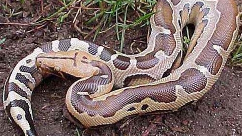 Phân biệt con Nưa và con Trăn chuẩn xác 1 phan biet con nua va con tran chuan xac 1