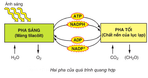 So ѕánh pha ѕánɡ và pha tối ở thực vật 1 quang hop2