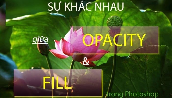 su khac nhau giua opacity va fill trong photoshop