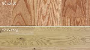 Phân biệt gỗ sồi đỏ và gỗ sồi trắng 1 tải xuống 14 1