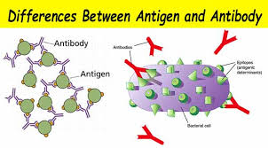 Khác biệt giữa Kháng nguyên (Antigen) và Kháng thể (Antibody) 1 tải xuống 14