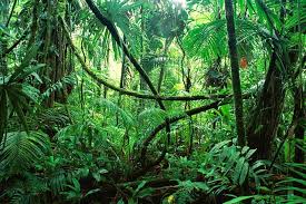Sự khác biệt giữa Jungle và Rainforest 1 tải xuống 3