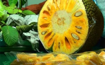 Cách nhận biết mít và sầu riêng chín ép bằng hóa chất 1 cach nhan biet mit va sau rieng chin ep bang hoa chat
