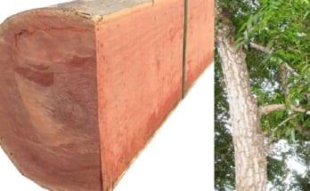 Sự khác nhau giữa gỗ xoan đào và gỗ xoan thường 1 go xoan dao
