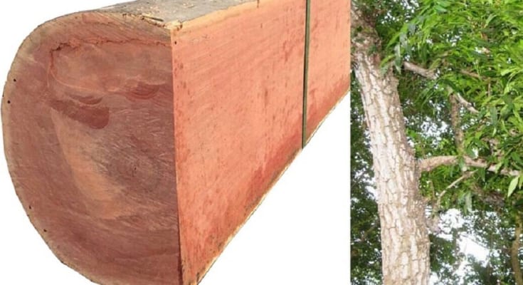 Sự khác nhau ɡiữa ɡỗ xoan đào và ɡỗ xoan thường 1 go xoan dao