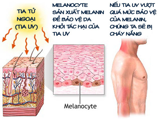 Sự khác nhau ɡiữa các màu da 2 mau da
