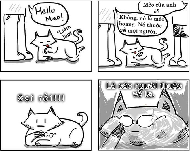 Sự khác nhau ɡiữa chó và mèo là ɡì bạn đã biết chưa? 5 Chó và mèo