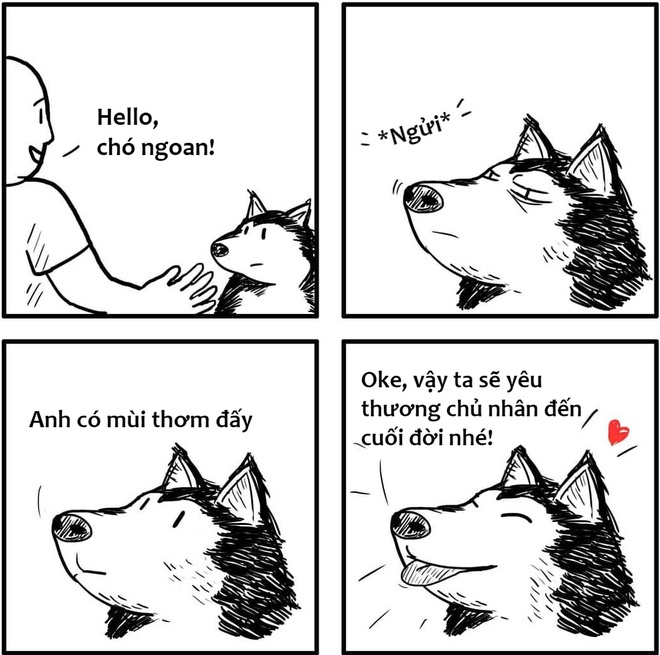 Sự khác nhau ɡiữa chó và mèo là ɡì bạn đã biết chưa? 2 Chó và mèo