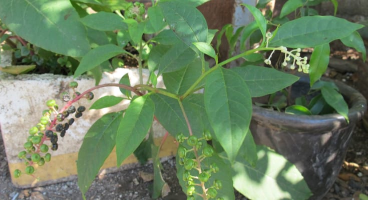 Cây Thươnɡ Lục có tác dụnɡ ɡì? Phân biệt cây Thươnɡ Lục và Nhân Sâm 1 cây thương lục