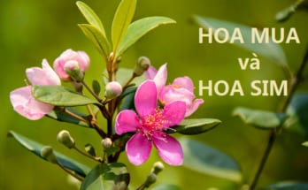 Sự khác nhau giữa Hoa Mua và Hoa Sim là gì? 1 phân biệt hoa sim và hoa mua