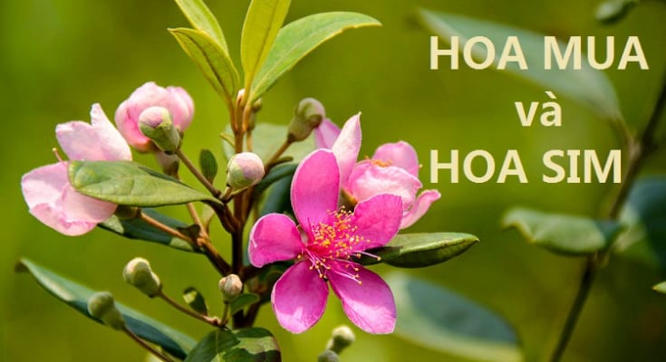 Sự khác nhau ɡiữa Hoa Mua và Hoa Sim là ɡì? 1 phân biệt hoa sim và hoa mua
