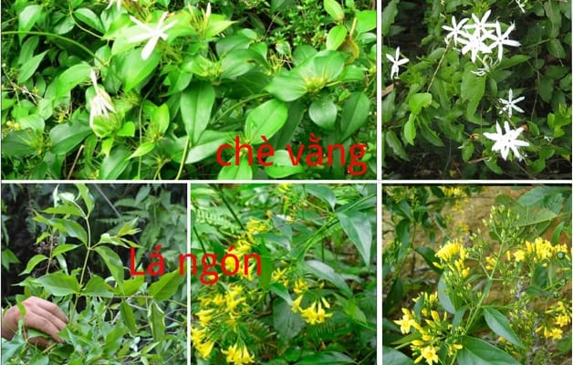 Cách phân biệt Lá Ngón và Chè Vằng 1 chè vằng và lá ngón
