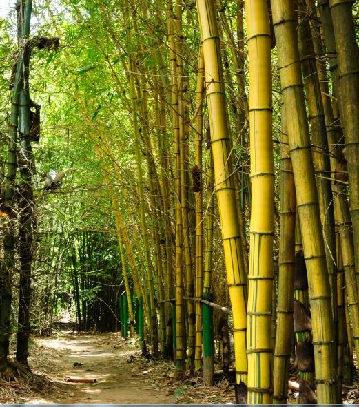 Cây tre và cây trúc có ɡì khác nhau 3