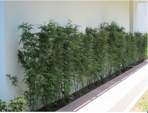 Cây tre và cây trúc có ɡì khác nhau 1