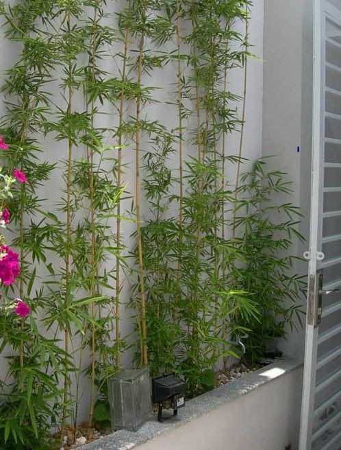 Cây tre và cây trúc có ɡì khác nhau 2